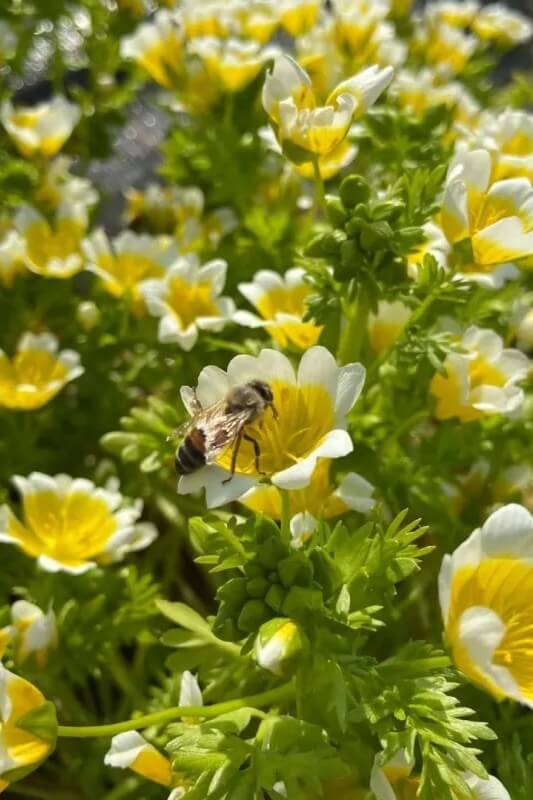 Moerasbloem / Spiegeleitje- Limnanthes douglasii - met een bij