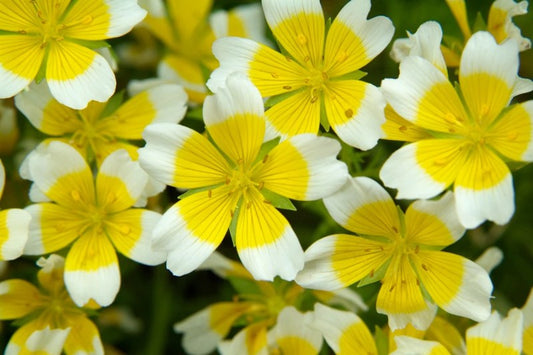 Moerasbloem / Spiegeleitje- Limnanthes douglasii - closeup