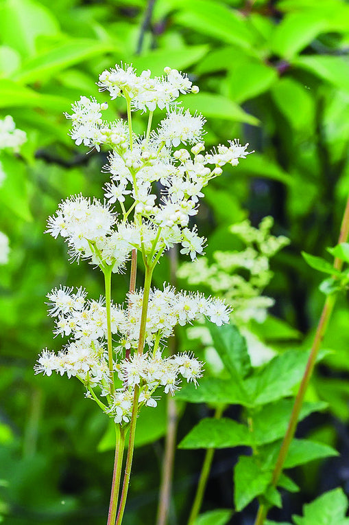 Moerasspirea - Filipendula ulmaria - closeup - wit