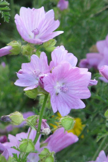 Muskuskaasjeskruid - Malva moschata - closeup - roze