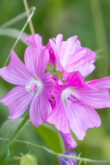 Muskuskaasjeskruid - Malva moschata - roze