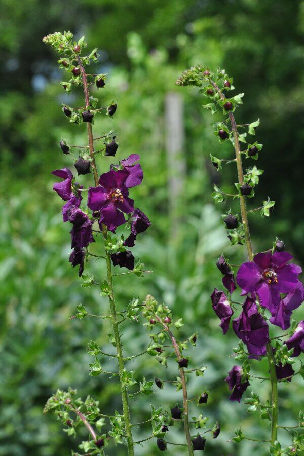 Paarse toorts 'Violetta' - Verbascum phoeniceum