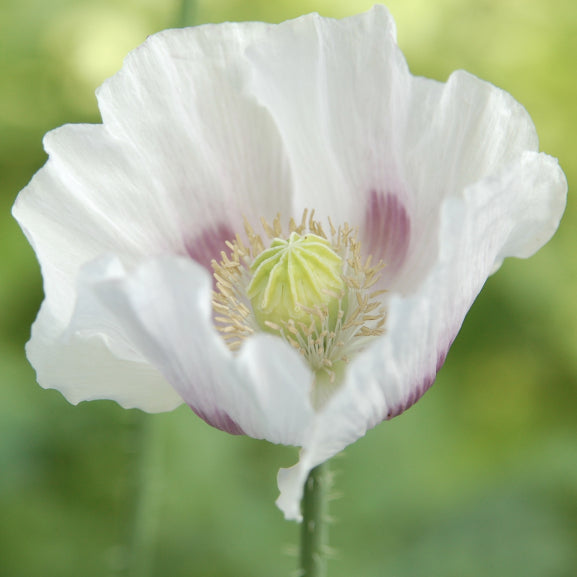 Papaver ‘Nigrum’ (wit) | Papaver somniferum - closeup