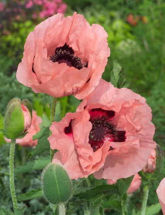 Papaver (roze) - Papaver somniferum