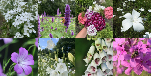 Plukbloemenmix ‘Heerlijk halfschaduw’