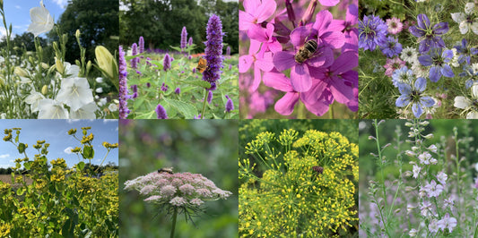 biologische bloemzaden mix voor plukbloemen