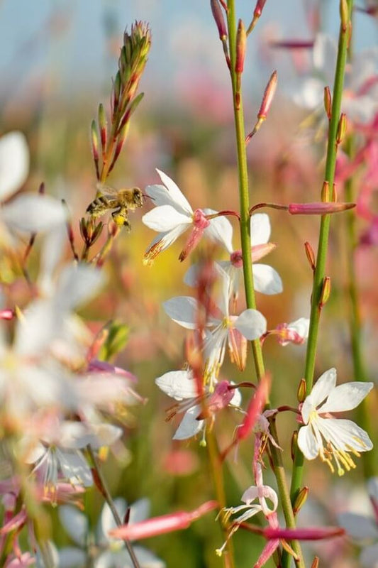 Prachtkaars - Gaura lindheimeri