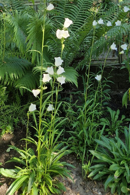 Prachtklokje (mix) - Campanula persicifolia - wit