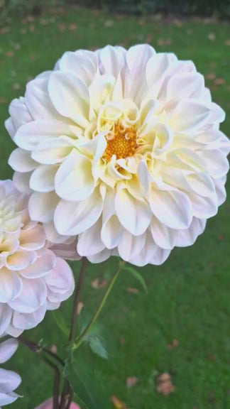 Dahlia Sweet Nathalie - boeket