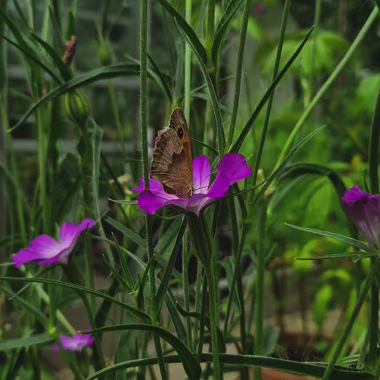 bolderik - agrostemma githago - roze