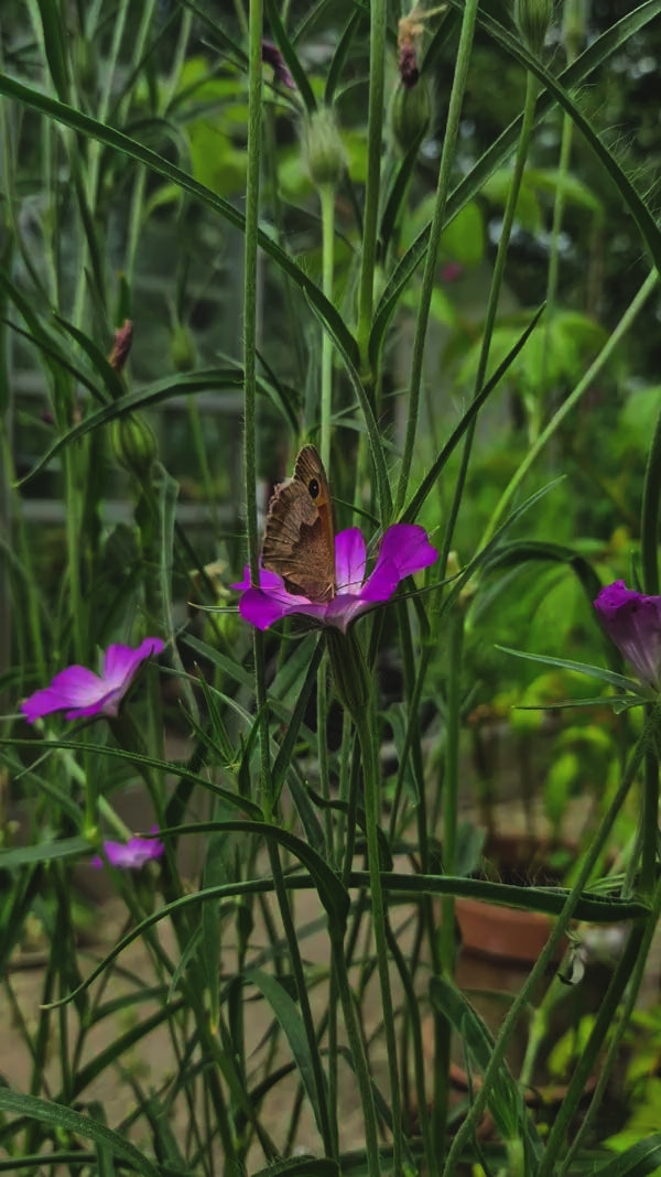 bolderik - agrostemma githago - roze