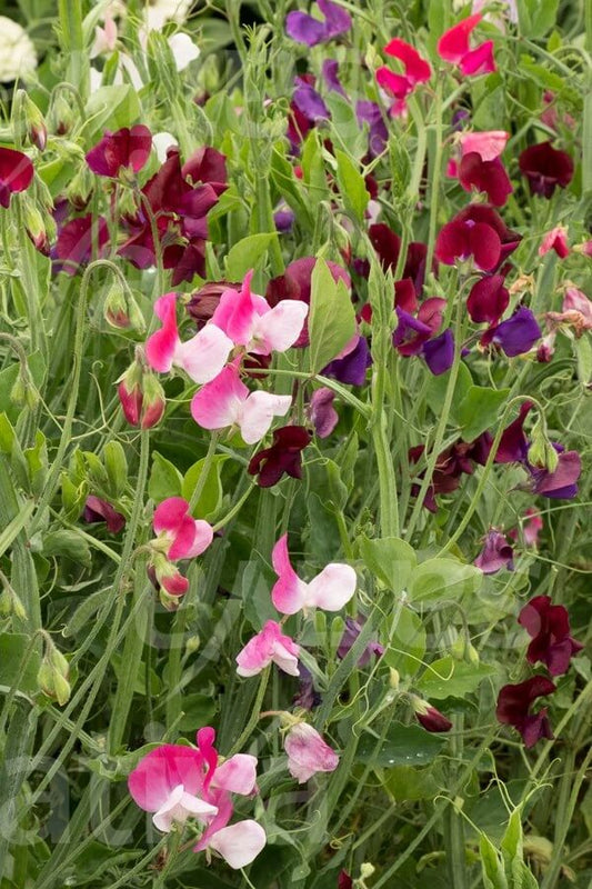 Pronkerwt / Siererwt / Reukerwt - Lathyrus odoratus