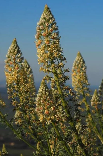 Reseda odorata 'Machet' - Reseda odorata