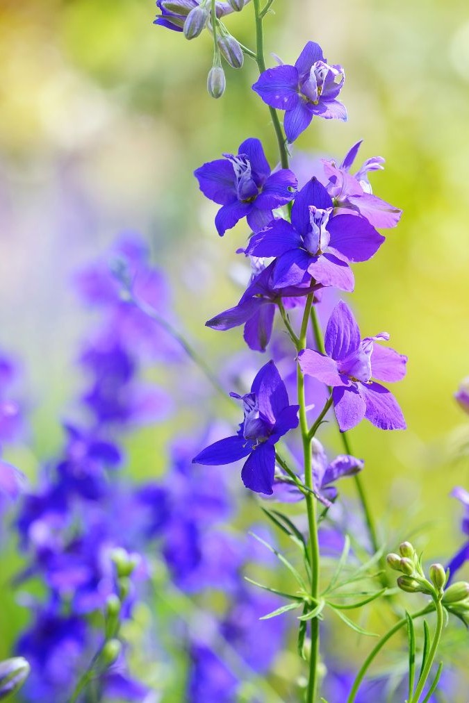 Ridderspoor 'Blauw' - Consolida ajacis