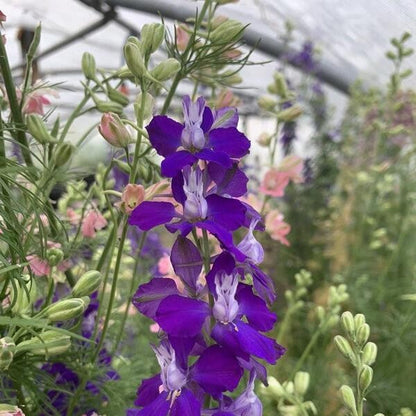 Ridderspoor ‘Traditional mix’ - Consolida Ajacis - blauw paars