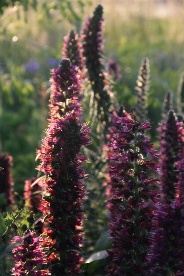 Rood slangenkruid - Echium russicum