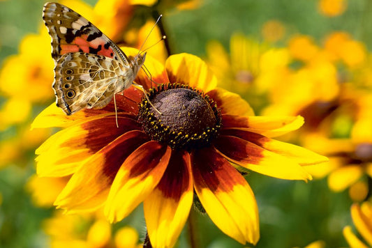 Ruige zonnehoed ‘Autumn forest’ | Rudbeckia hirta