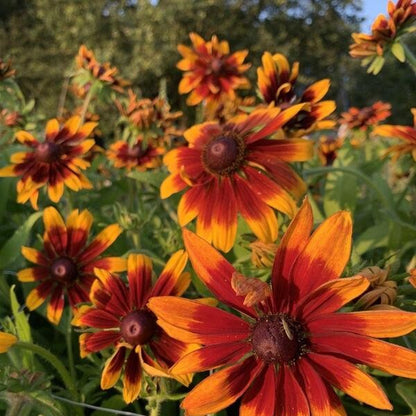 Ruige Zonnehoed 'Chocolate Orange' - Rudbeckia hirta