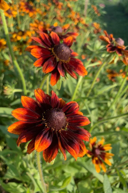 Ruige Zonnehoed 'Chocolate Orange' - Rudbeckia hirta