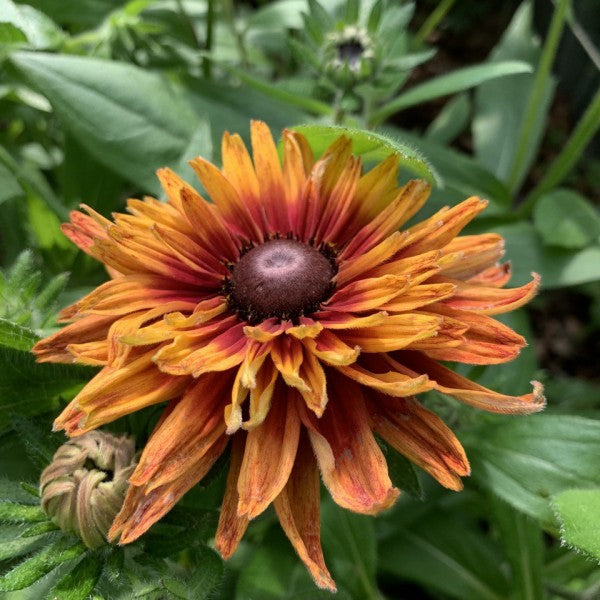 Ruige Zonnehoed 'Sahara' - Rudbeckia hirta - roestbruin