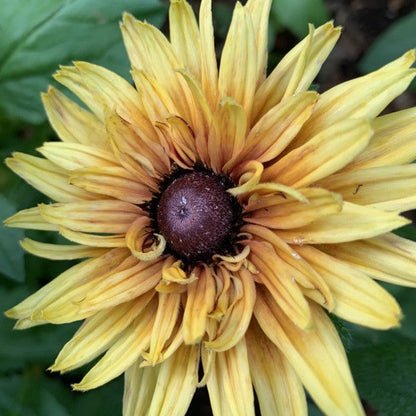 Ruige Zonnehoed 'Sahara' - Rudbeckia hirta - geel