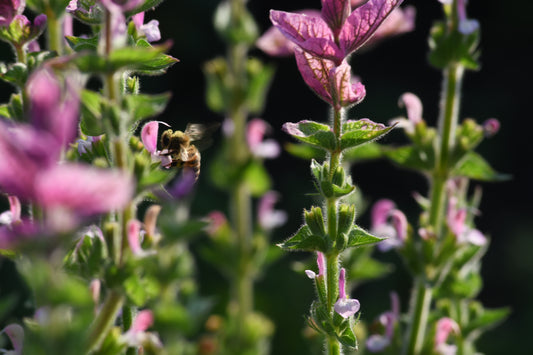 Schopfsalbei 'Pink Mist' – Salvia horminum