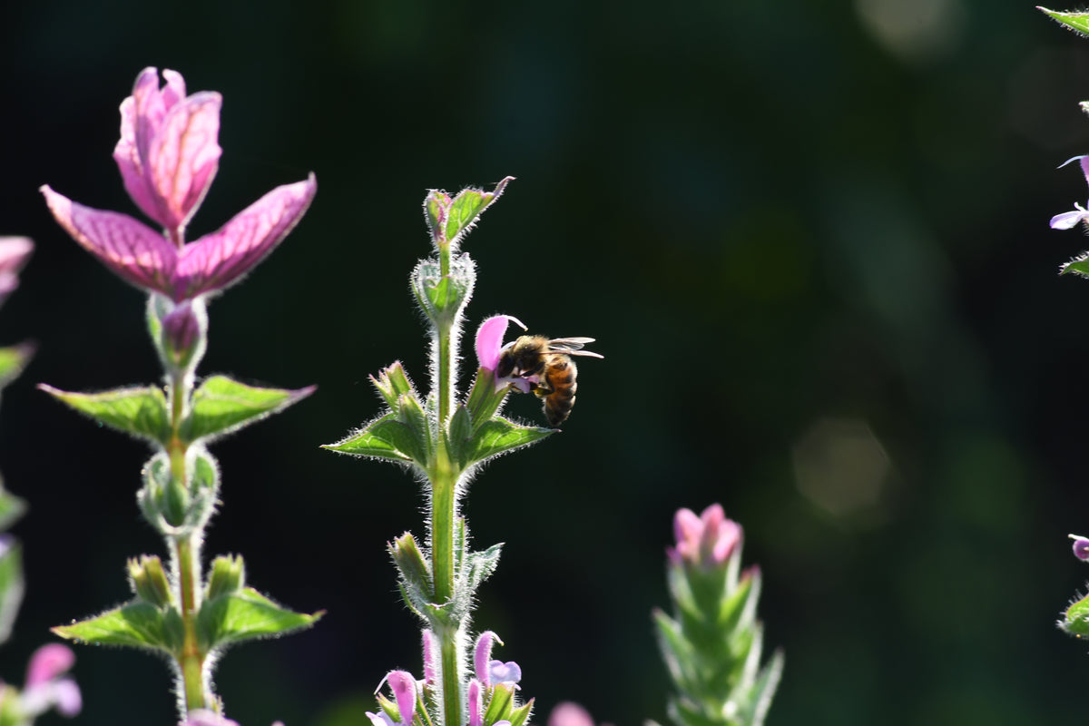 Schopfsalbei 'Pink Mist' – Salvia horminum