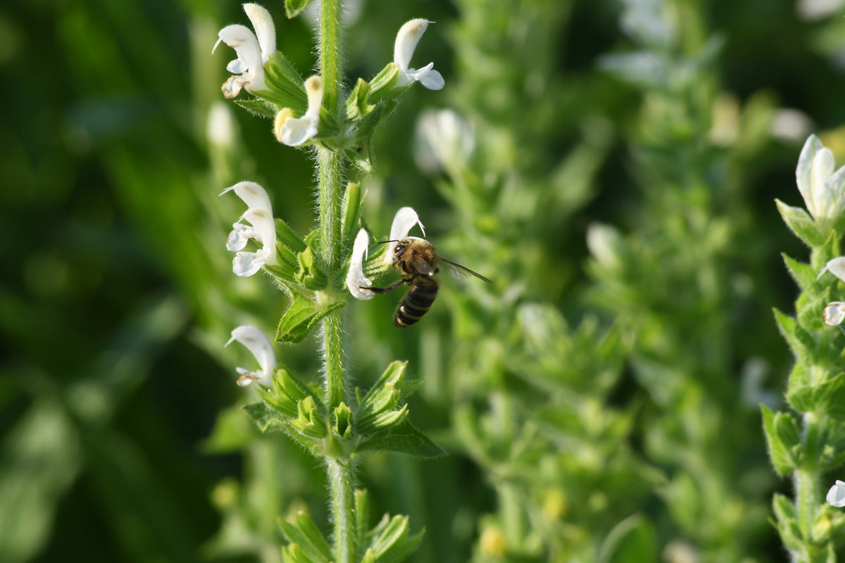 Helder witte bloem van plukbloem bonte salie met etende bij