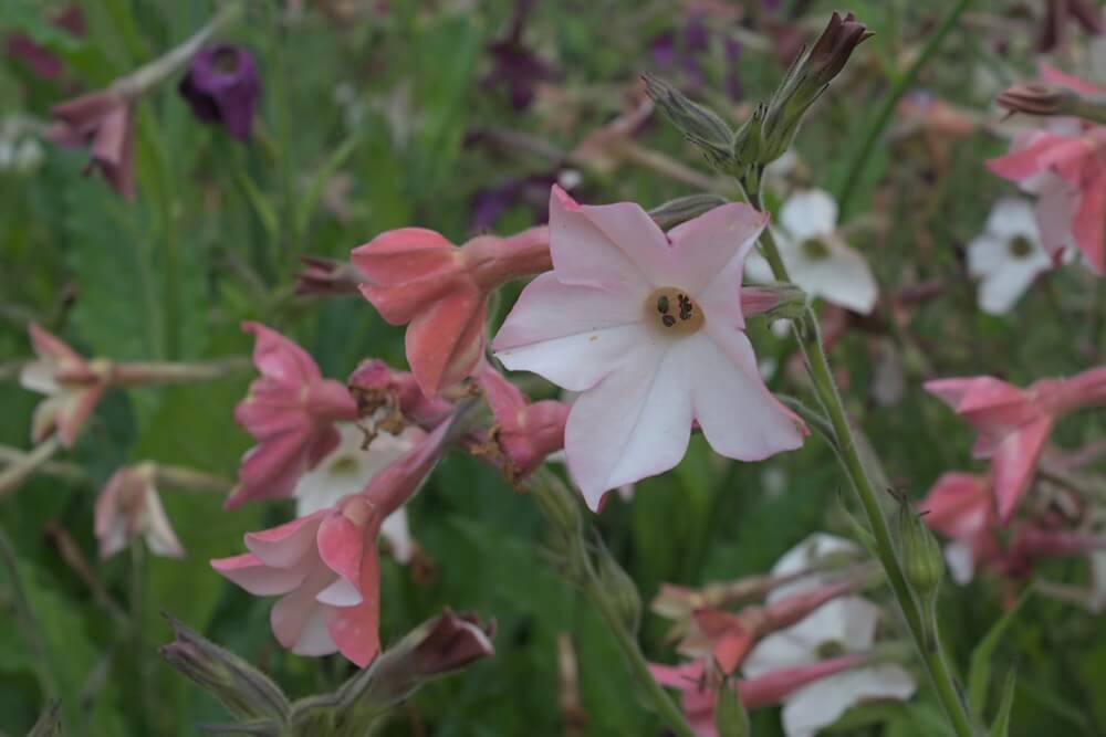 Siertabak ‘Sensation mix’ - Nicotiana alata - roze