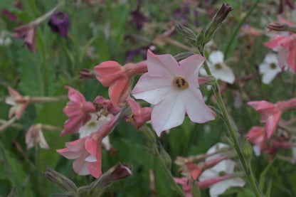 Siertabak ‘Sensation mix’ - Nicotiana alata - roze