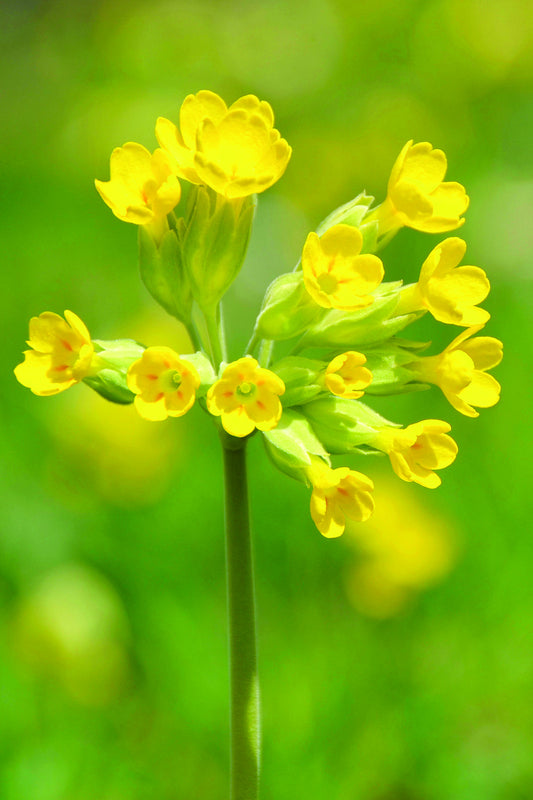 Sleutelbloem - Primula veris
