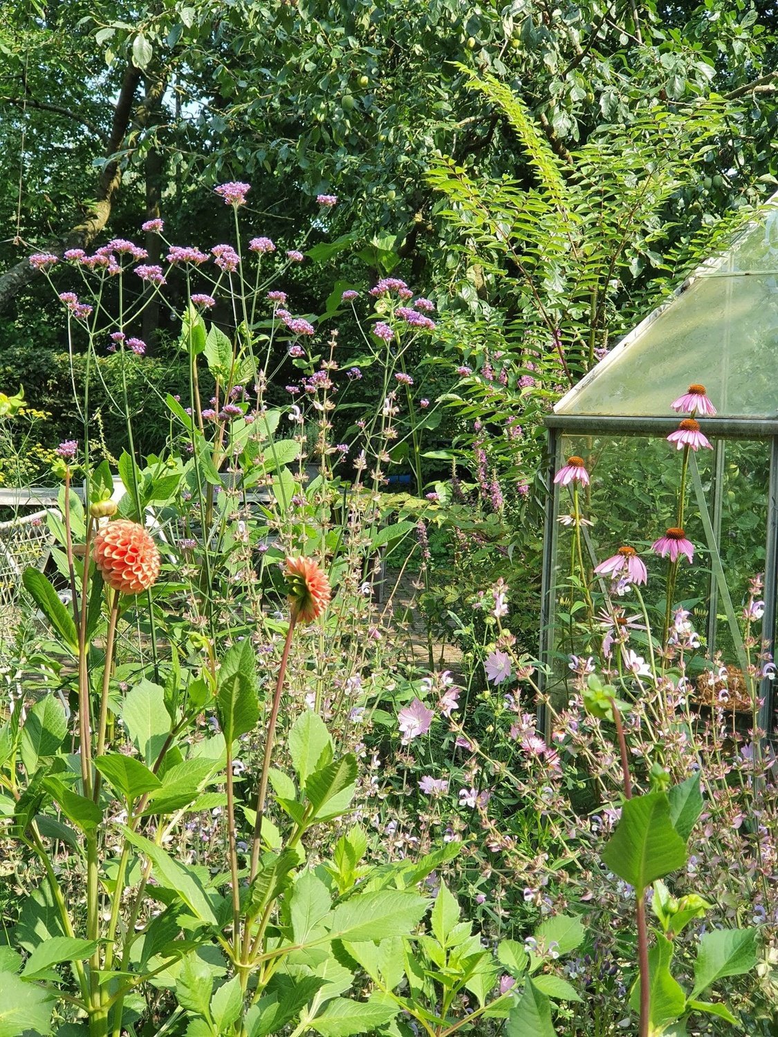Bloeiende Verbena tussen Zonnehoed en dahlia's naast de kas in de pluktuin