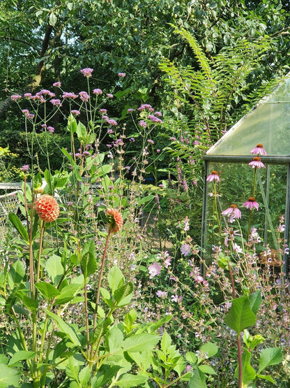 Bloeiende Verbena tussen Zonnehoed en dahlia's naast de kas in de pluktuin