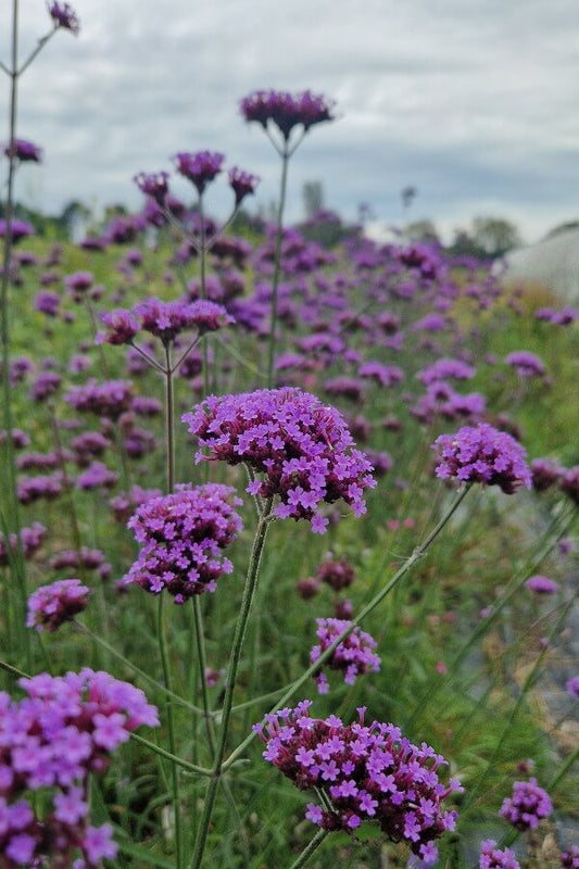 Bloeiende Verbena wiegend met de wind mee in het plukveld