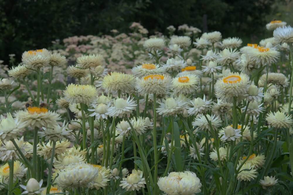 Strobloem ‘Soft lemon’ - Helichrysum bracteatum
