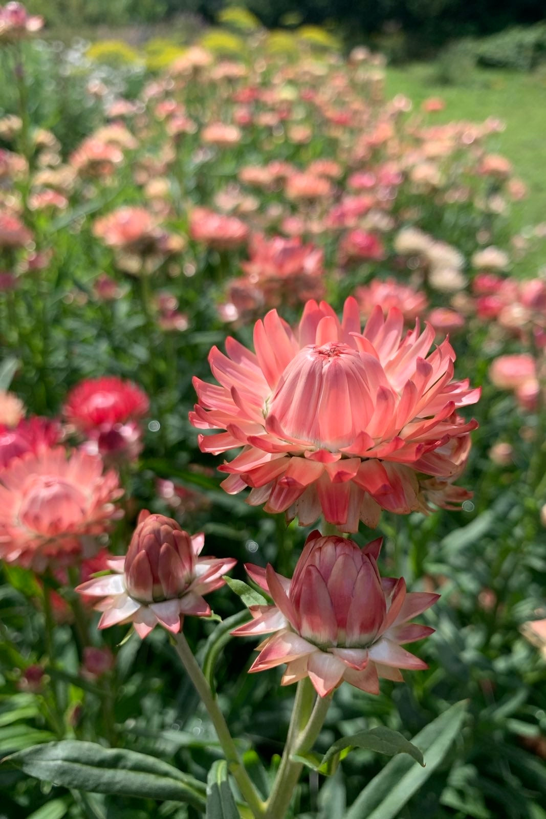 Strobloem 'Warm blush'  – Helichrysum bracteatum - closeup