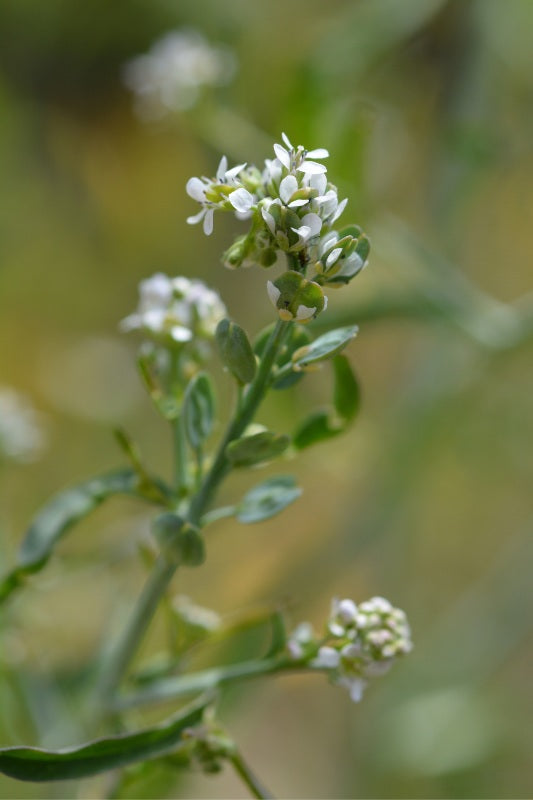 Tuinkers - Lepidium sativum