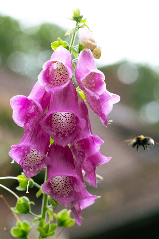 Fingerhut (lila) - Digitalis purpurea