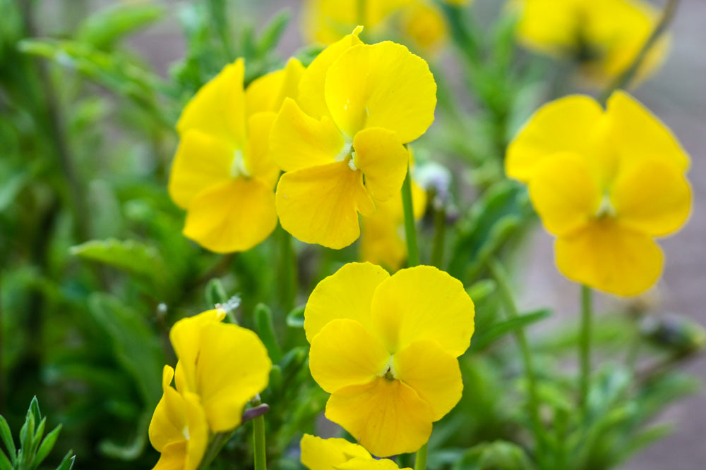 Viooltje (geel) - Viola cornuta