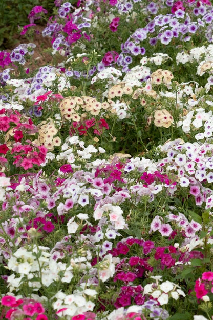 Vlambloem 'Fairytale mix' | Phlox drummondii - in het veld