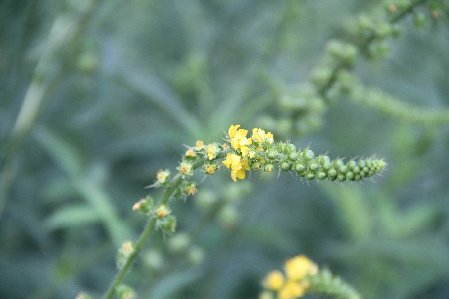 Welriekende agrimonie | Agrimonia procera