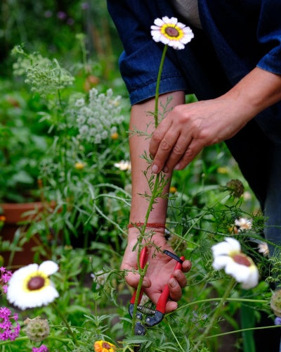workshop zaaien, planten en oogsten - biologische bloemen