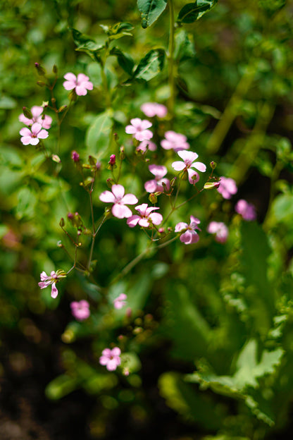 Seifenkraut 'Pink Beauty' – Saponaria officinalis