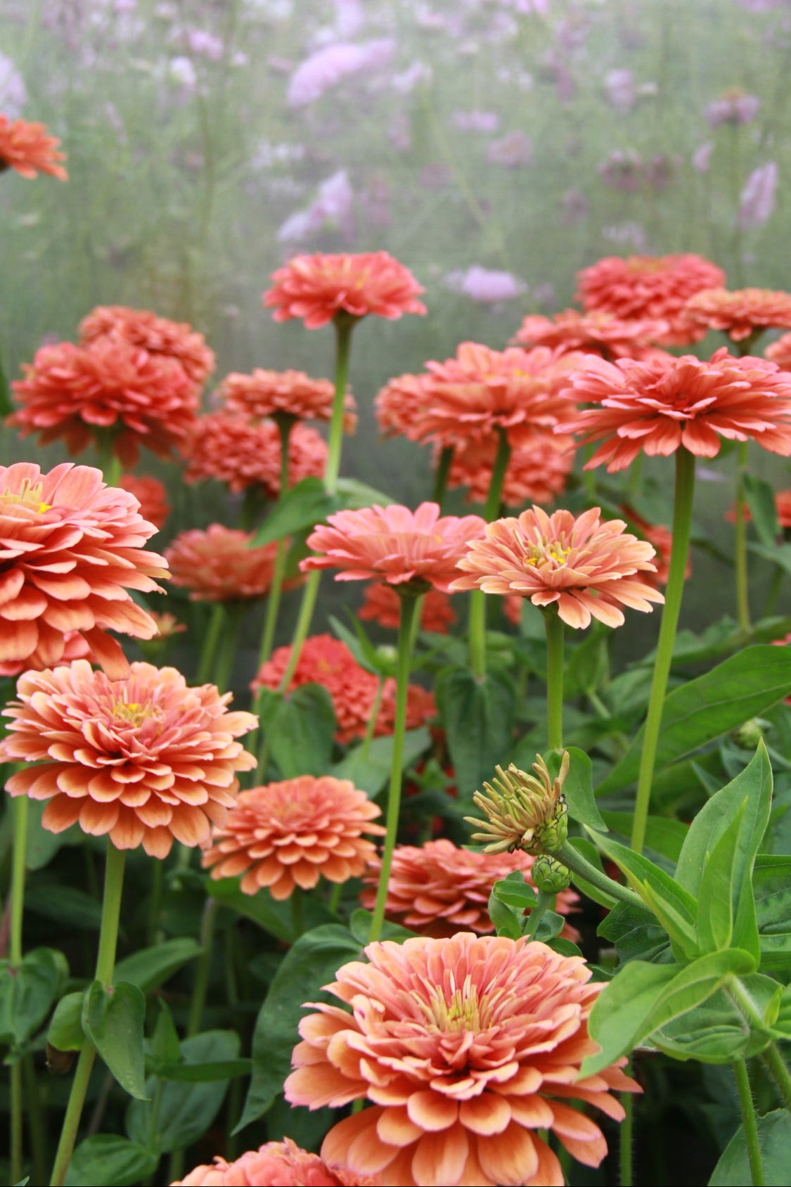 Zinnia 'Benary Giant Salmon Rose' – Zinnia elegans