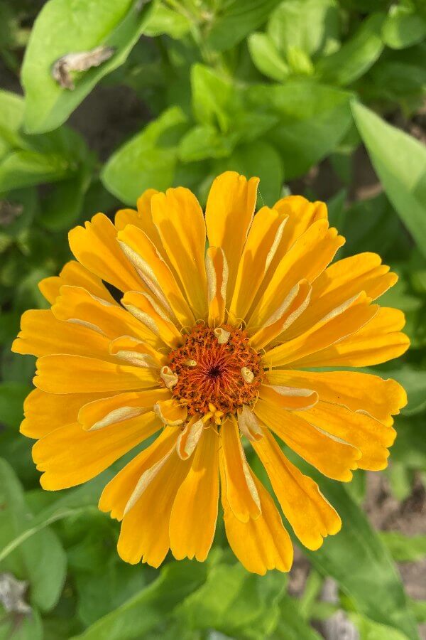 Zinnia 'Golden state' - Zinnia elegans - closeup