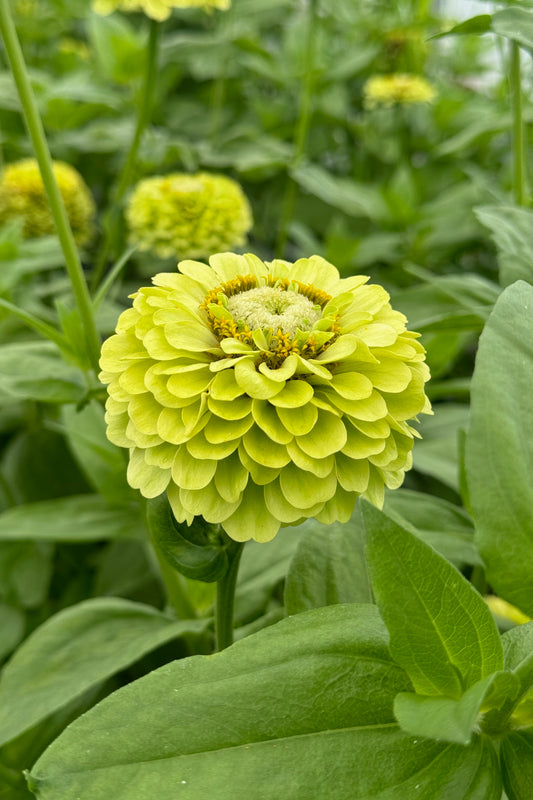 Zinnia ‘Green envy’ - Zinnia elegans