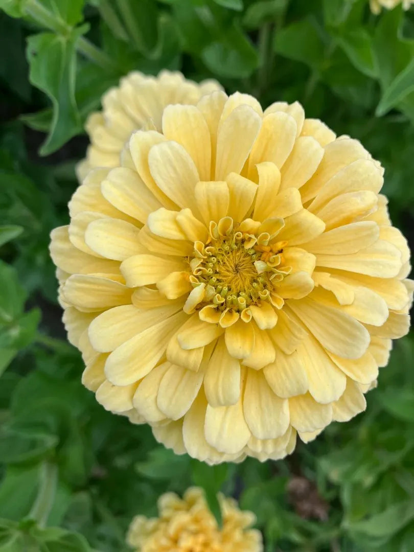 Zinnia ‘Isabellina creamy yellow’ | Zinnia elegans