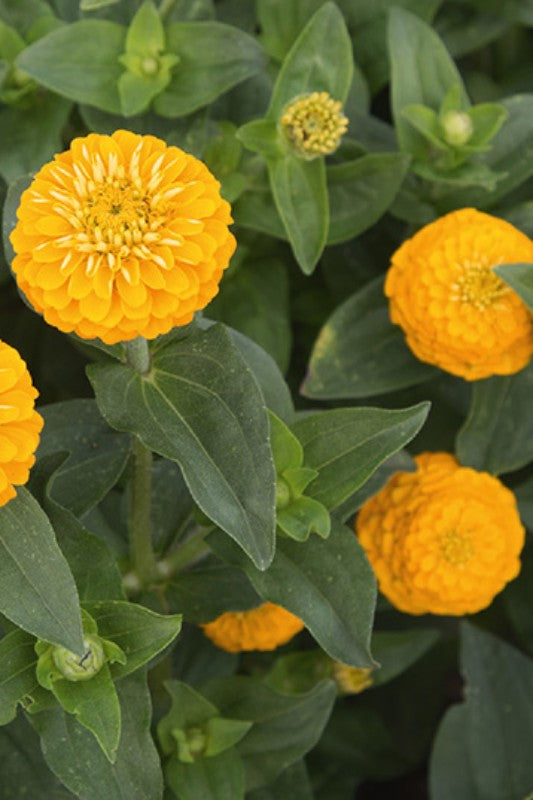 Zinnia 'Liliput Canary Yellow'- Zinnia elegans
