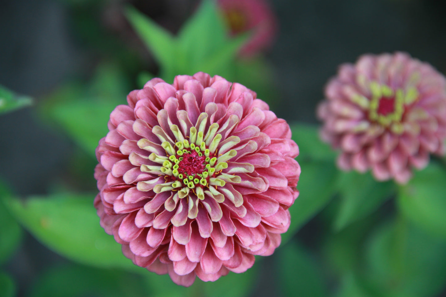 Zinnia 'Queen red lime' - Zinnia elegans - dubbelbloemig