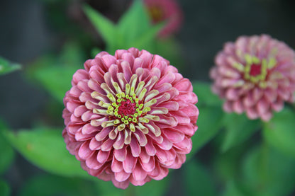 Zinnia 'Queen red lime' - Zinnia elegans - dubbelbloemig
